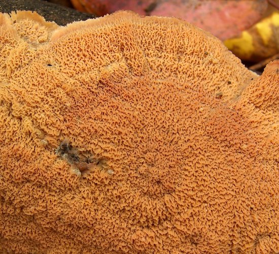 État parasitaire et recherche de mérule